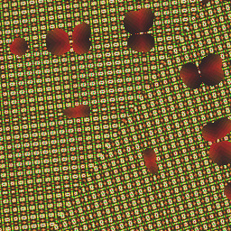 fat flat  furry fishes