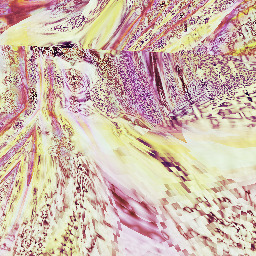 NO elephant ever saw Jesus